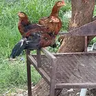 دجاج باكستاني للبيع