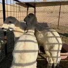 للبيع خرفان حريات