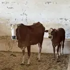بقره