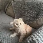 قطة للتبني