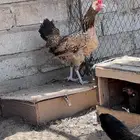 دجاج بلدي اصيل لون جميل   تم البيع الله يبارك لراعيه