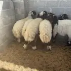 هرفي نعيم للبيع