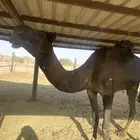 بعير مجهم
