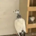 حمام