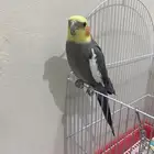 كراوان كوكتيل لطيف احب الاطفال