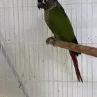 ذكر كنيور