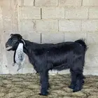 تيس عارضي