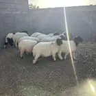 بهم ربط