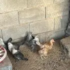 للبيع صوص لايشكو من اي شي