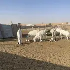 معزاء