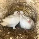 فروخ فرنسي احجام فاخرة وزاجل ازرق العدد جوزين وفارد على20