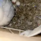 ازواج روز منتجه