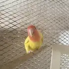 طير روز للبيع انثى