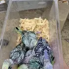 فراخه بادجي غر