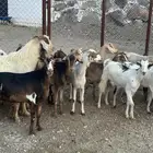 25 معزا حص دفع للبيع