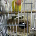روز انتاج