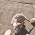 بسة بيت ضايعه