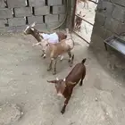 تيوس للبيع