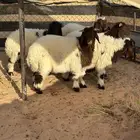 بهم نعيم