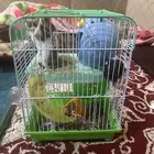 خميس مشيط