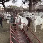 للبيع أربع من الماعز المطور