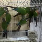 5 ازواج كنيورات محلله ومنتجه تم البيع