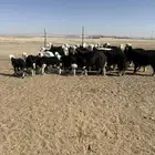 نجد مولده