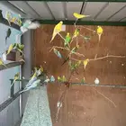 طيور بادجي منتجة