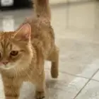 قطه لاتبني