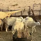 طليان حرية للبيع