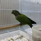 كنيور بلاك كاب نهاية غر