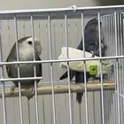 طيور روز ذكر وأنثى وألوان حلوة