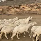 ضان دفع بفحلها عدد 40