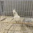كروان البينو ( تم البيع )