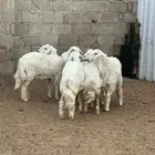 ارخال حريه