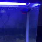 حوض سمك مع سمك زينه