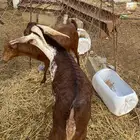 تيس اوشح فحل