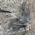 قماري ماسي ويمام النخيل تم بيع يمام النخيل وجوز ماسي