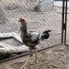 ديك فارسي للبيع