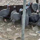 دجاج حبشي مشروط عدد12