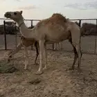 مزاد ع خلفه معها قعود