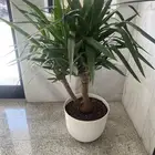 نباتات داخليه