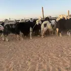 نجد صنف