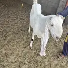 معزى مضاريع جروم وصنف