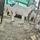 مشروع فحل