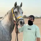 كيف تتعلم الفروسية