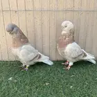 جوز لونق فيس كلين