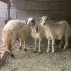 طليان حري