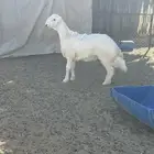 حري صنف مشروع فحل