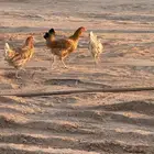 دجاج تركي للبيع 7 ويك 1